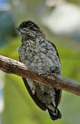 Scaled Piculet