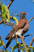 Scaled Pigeon