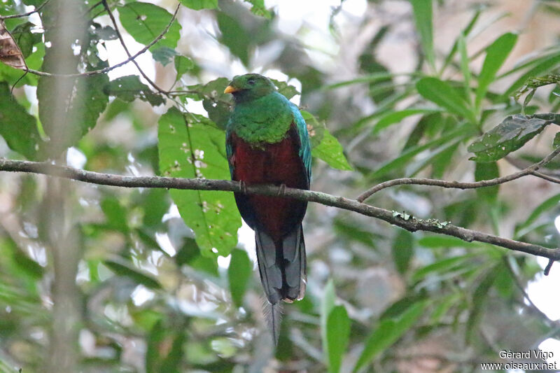Quetzal brillant mâle adulte