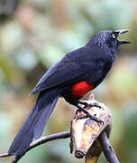Red-bellied Grackle