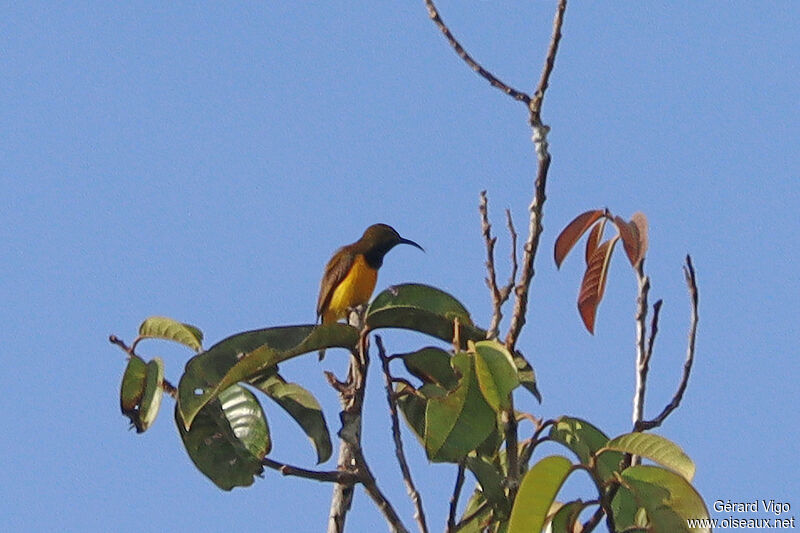 Garden Sunbird male adult