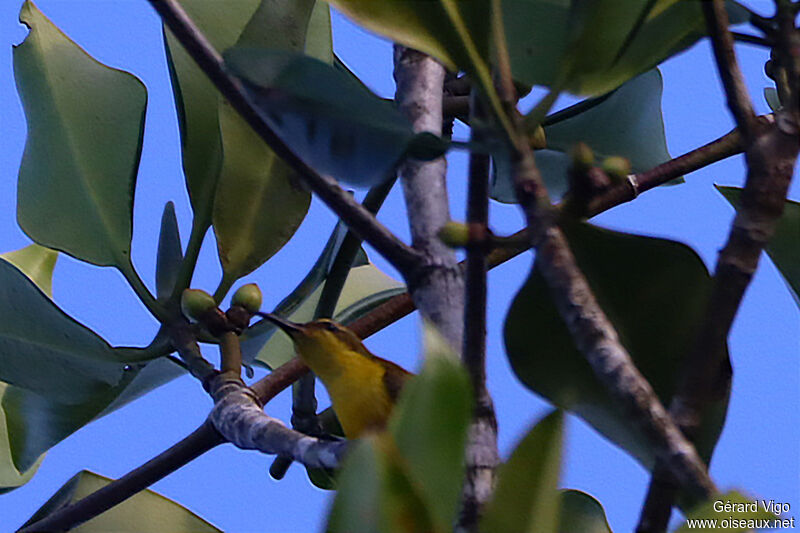 Olive-backed Sunbird female adult