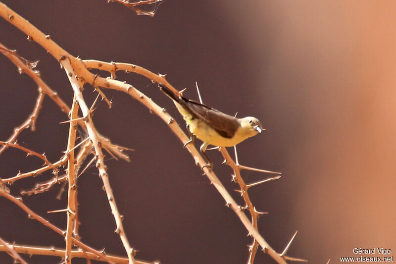 Pygmy Sunbird female adult