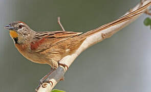Chotoy Spinetail