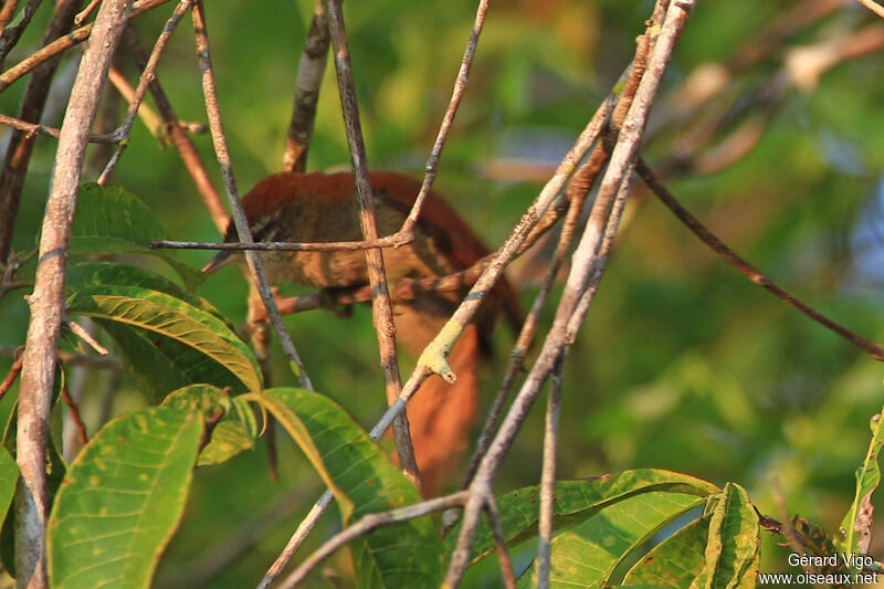 Rusty-backed Spinetailadult