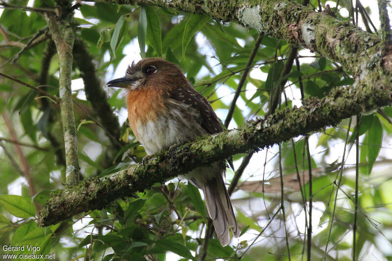 Moustached Puffbird male adult, identification