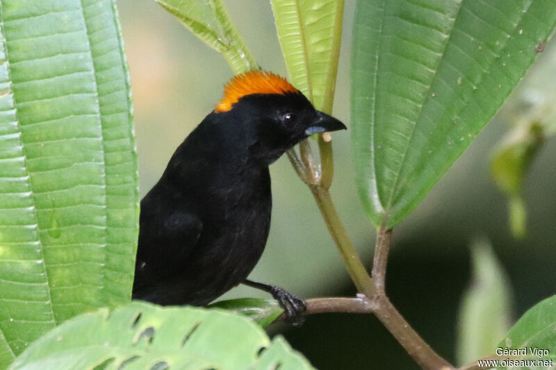 Tawny-crested Tanager male adult