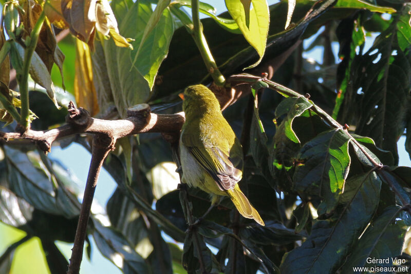 Guira Tanager female adult