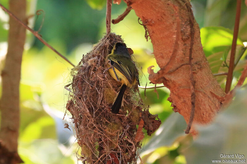 Common Tody-Flycatcheradult, Reproduction-nesting