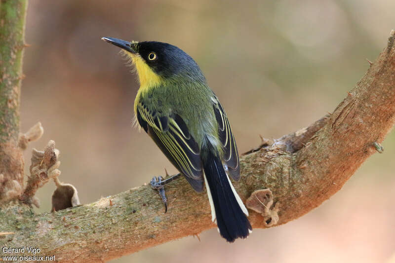 Common Tody-Flycatcher male adult, pigmentation