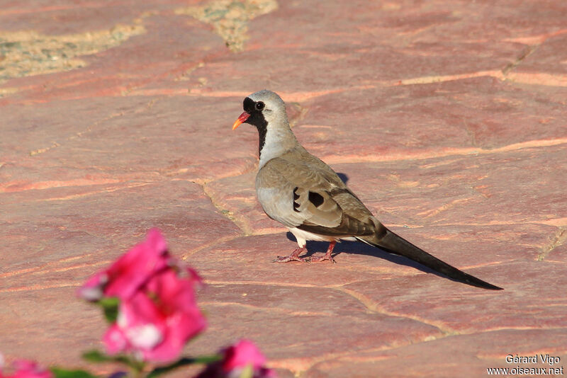 Namaqua Dove male adult breeding