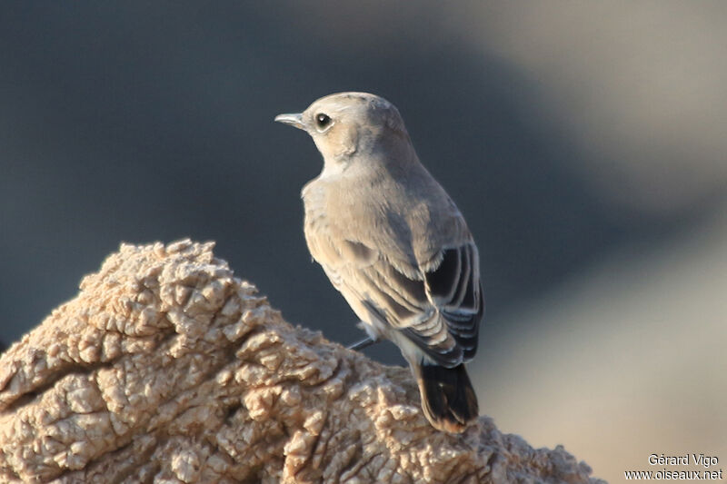 Red-tailed Wheatearadult