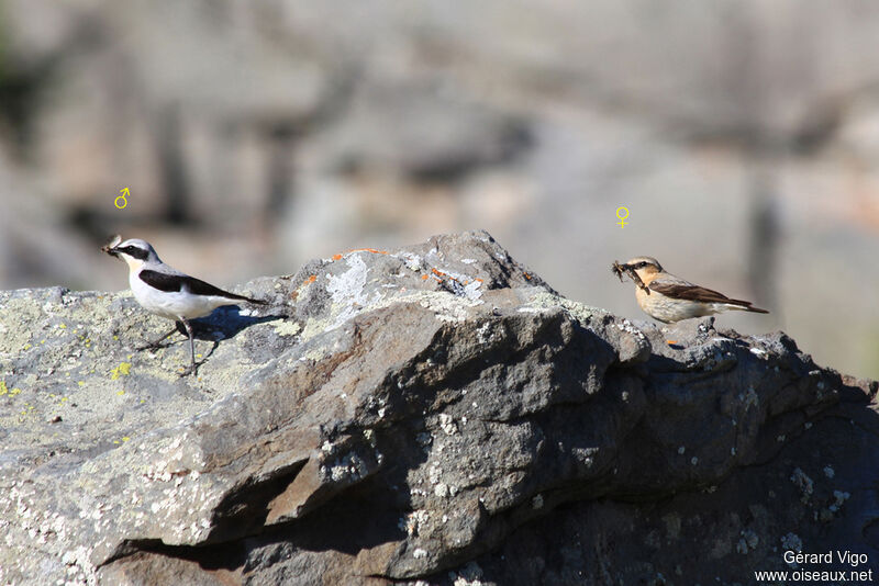 Northern Wheatear adult, Reproduction-nesting