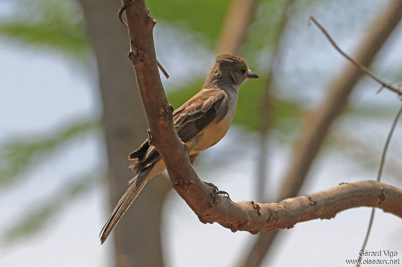 Brown-crested Flycatcheradult