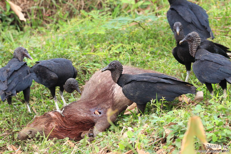 Black Vultureadult, eats