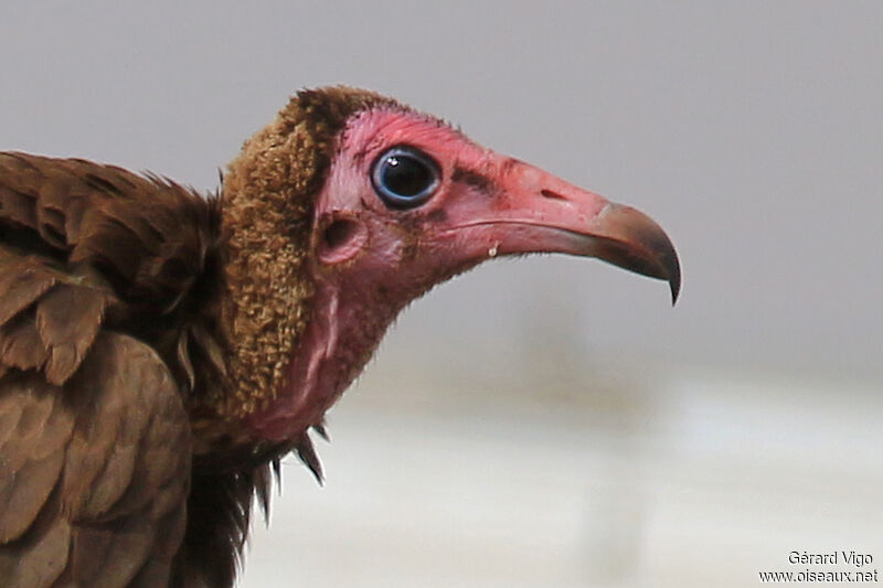Hooded Vultureadult, close-up portrait
