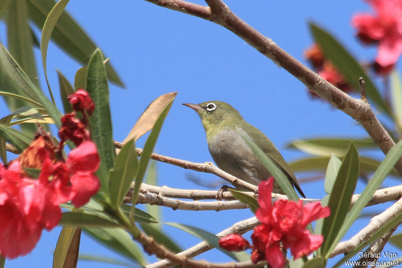 Abyssinian White-eyeadult