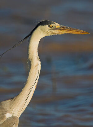 Grey Heron 
&copy; Gerhard Theron