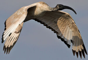 African Sacred Ibis 
&copy; Gerhard Theron