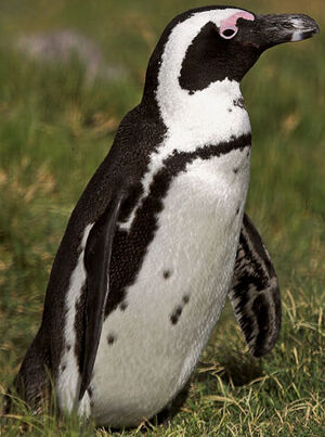 African Penguin