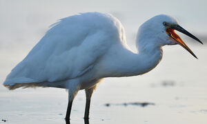 Little Egret 
&copy; Ghislain Riou