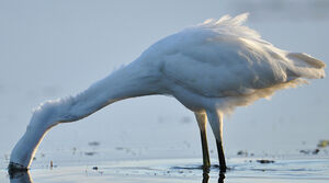 Little Egret 
&copy; Ghislain Riou