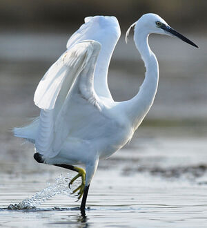 Little Egret 
&copy; Ghislain Riou