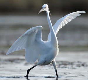 Little Egret 
&copy; Ghislain Riou