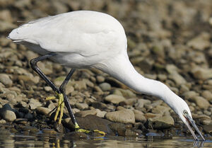 Little Egret 
&copy; Ghislain Riou