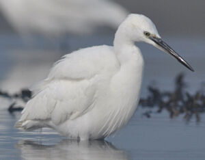 Little Egret 
&copy; Ghislain Riou
