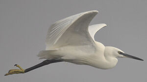 Little Egret 
&copy; Ghislain Riou