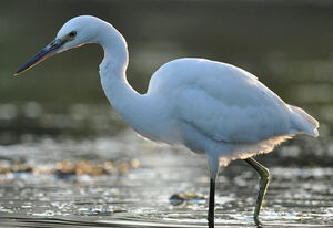 Little Egret 
&copy; Ghislain Riou