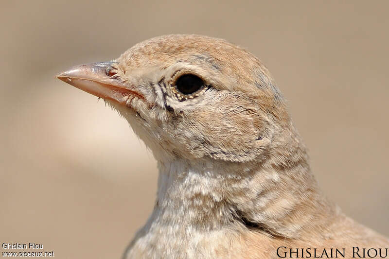 Bar-tailed Lark, close-up portrait