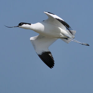 Pied Avocet 
&copy; Ghislain Riou
