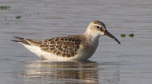 Curlew Sandpiper 
&copy; Ghislain Riou