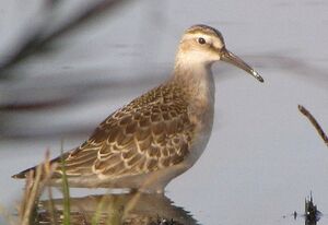 Curlew Sandpiper 
&copy; Ghislain Riou