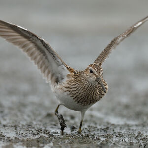 Pectoral Sandpiper 
&copy; Ghislain Riou