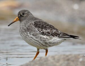Purple Sandpiper 
&copy; Ghislain Riou