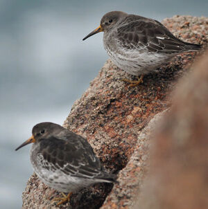 Purple Sandpiper 
&copy; Ghislain Riou