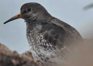 Purple Sandpiper 
&copy; Ghislain Riou