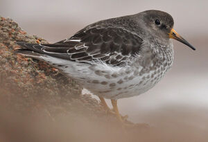Purple Sandpiper 
&copy; Ghislain Riou