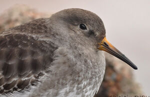 Purple Sandpiper 
&copy; Ghislain Riou