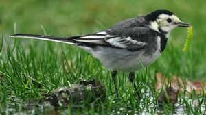 Pied Wagtail