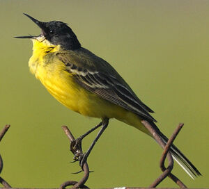 Black-headed Wagtail