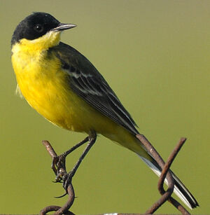 Black-headed Wagtail