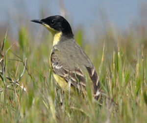 Black-headed Wagtail