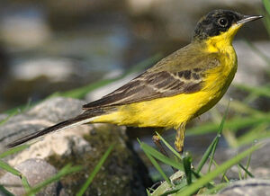 Black-headed Wagtail