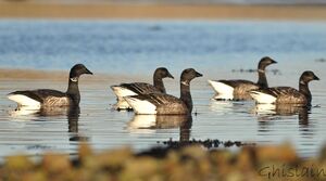 Brant Goose 
&copy; Ghislain Riou