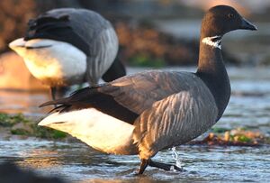 Brant Goose 
&copy; Ghislain Riou