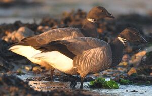 Brant Goose 
&copy; Ghislain Riou